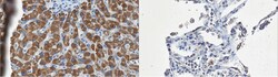 MilliporeSigma UDP-Galactose Transporter, Mouse, Unlabeled, Clone: 1H10.1,